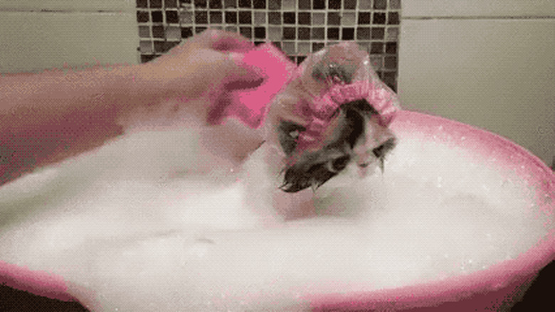 cat taking a bath