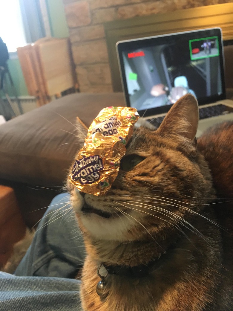 Cat with a Cadberry Egg wrapper on face for some reason