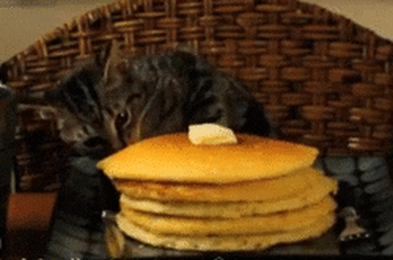 kitten eats pancakes