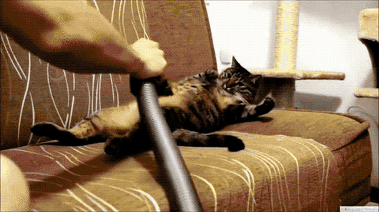 cat loves getting coat vacuumed