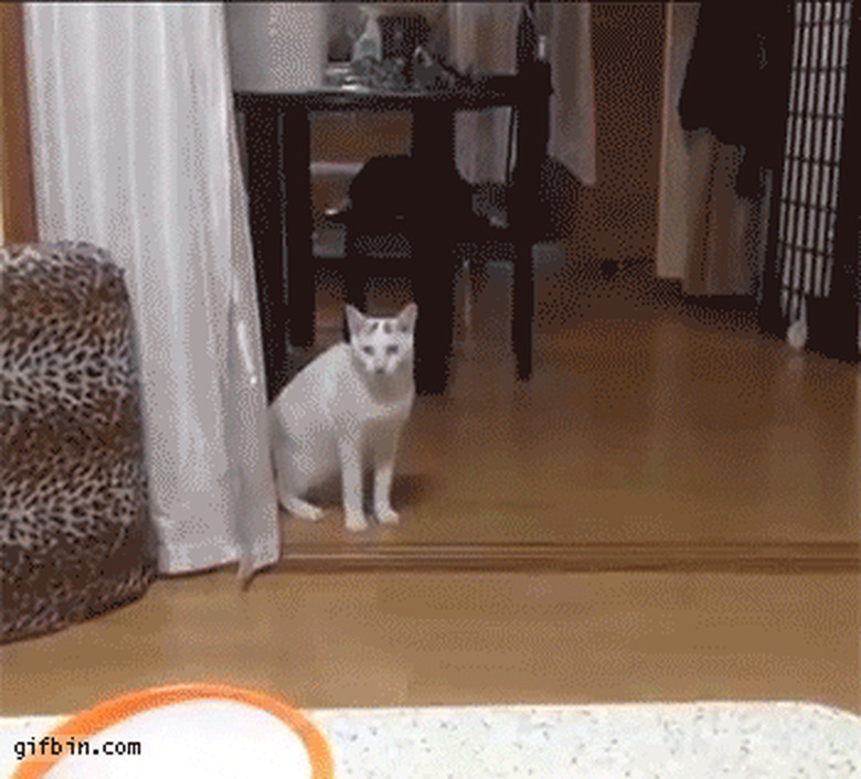 funny cat walks like a person