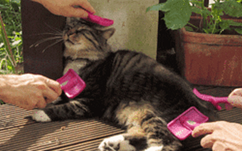 cat gets brushed by 4 people at the same time