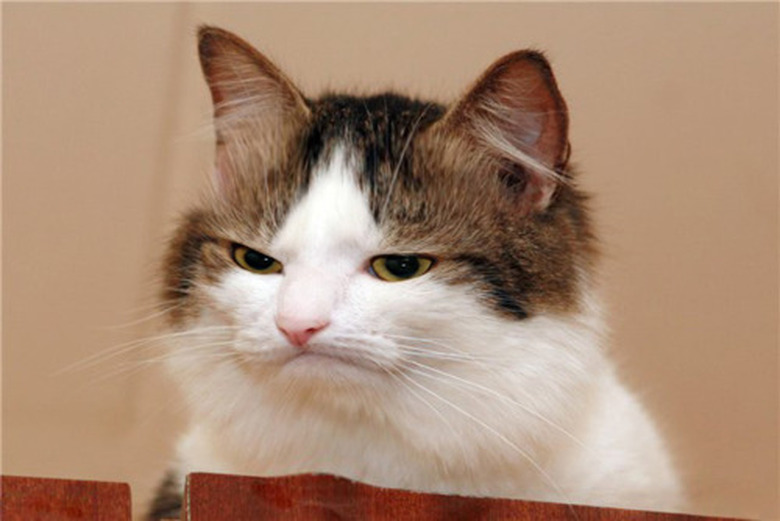 Cat with a very grumpy look on his face