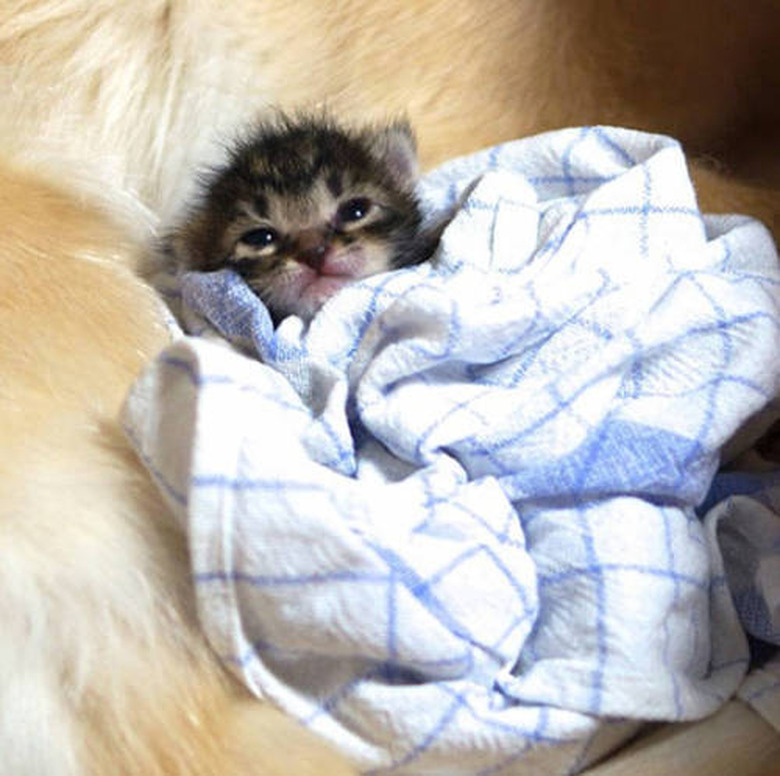 cat wrapped in warm blanket