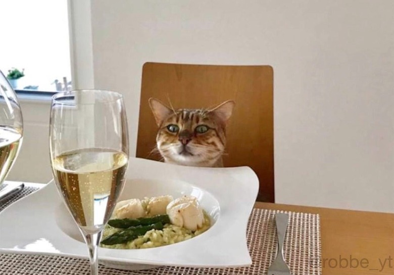 Cat sitting at table with fancy meal