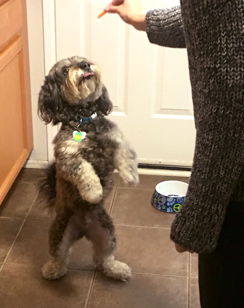 dog stands up for carrots