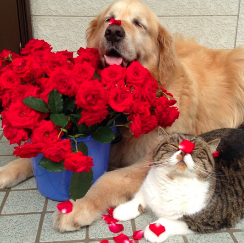 Cat and dog and roses