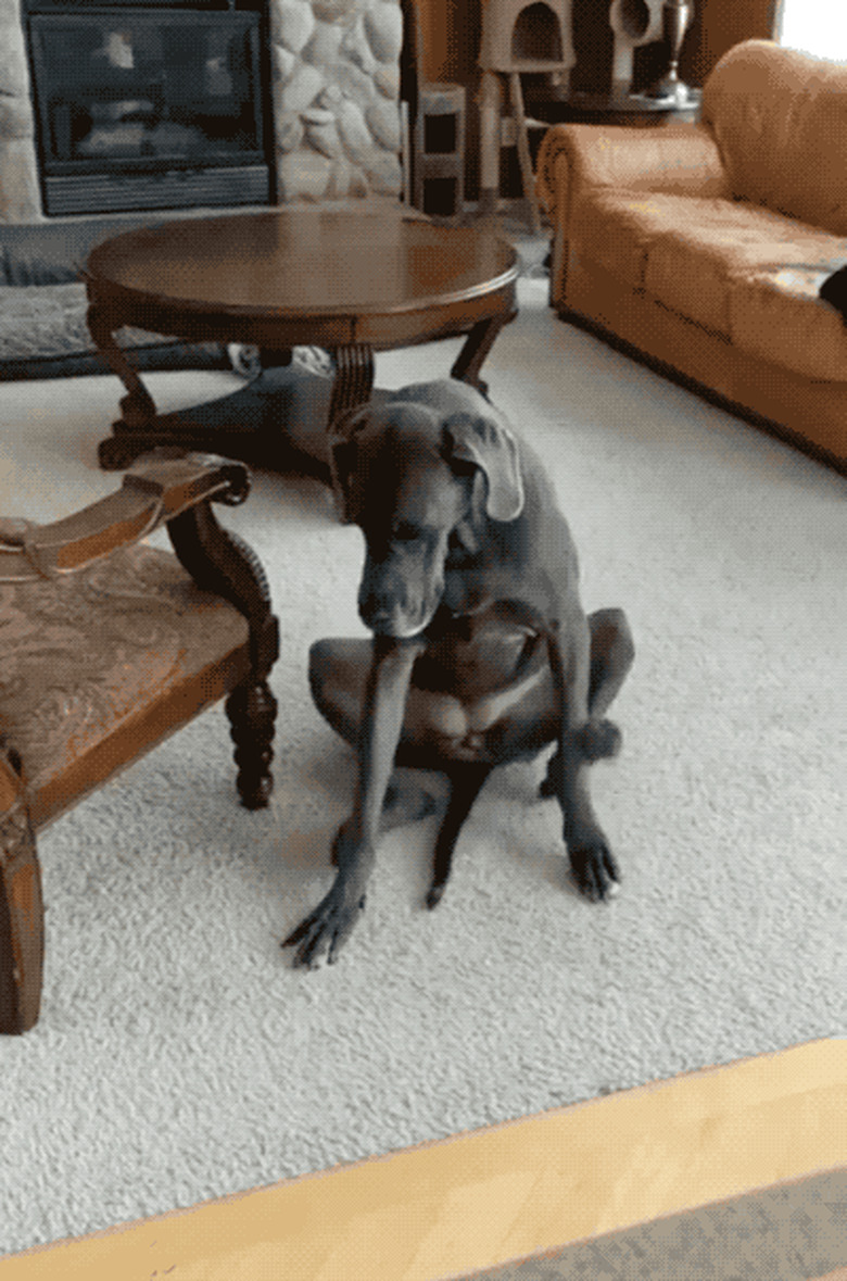 funny dog scratching his front legs