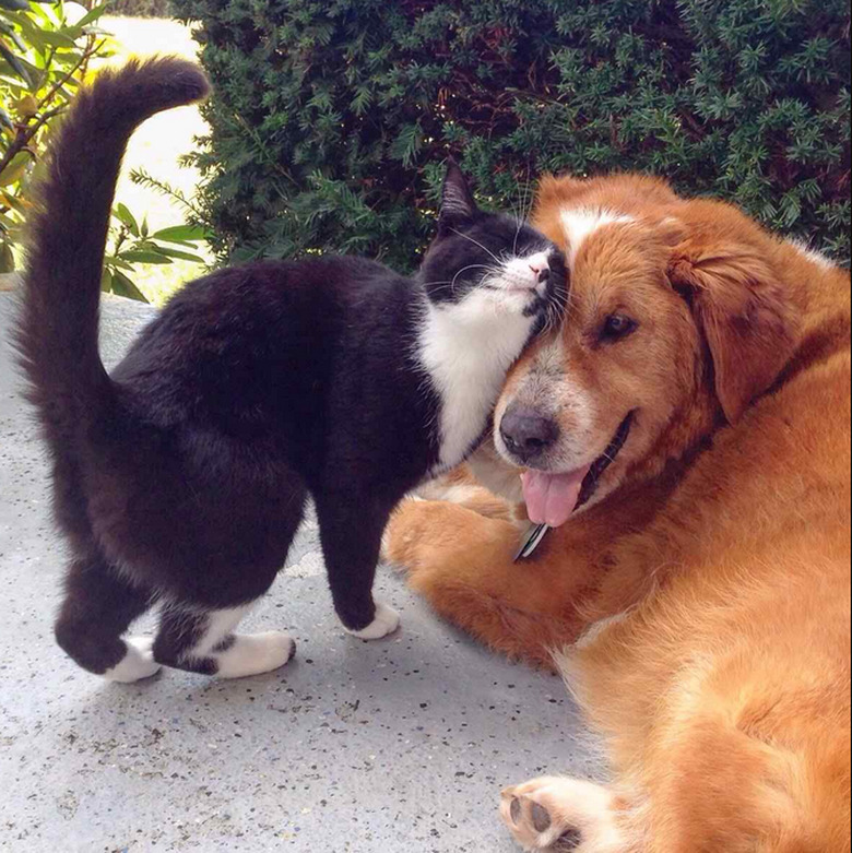 Cat and dog best friends