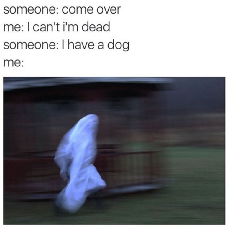 Blurry ghost runs to meet dog.