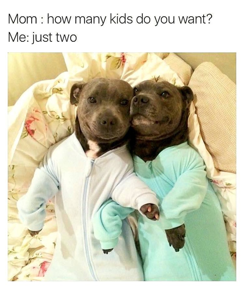 Two dogs in matching pajamas.