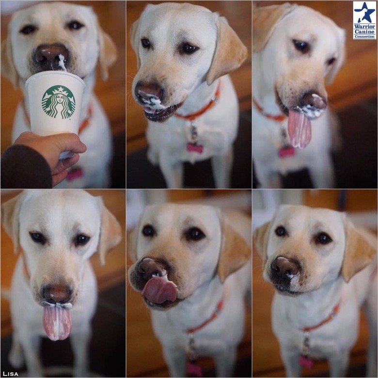 Dog licking whipped cream.