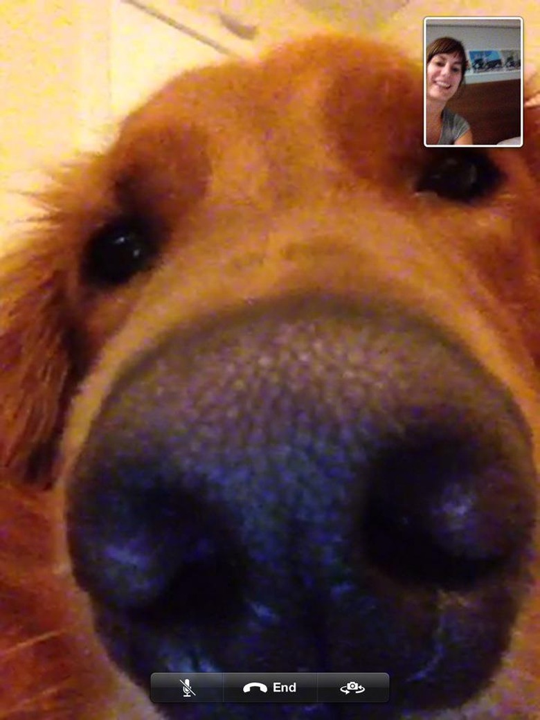 Closeup of dog's face in video chat.