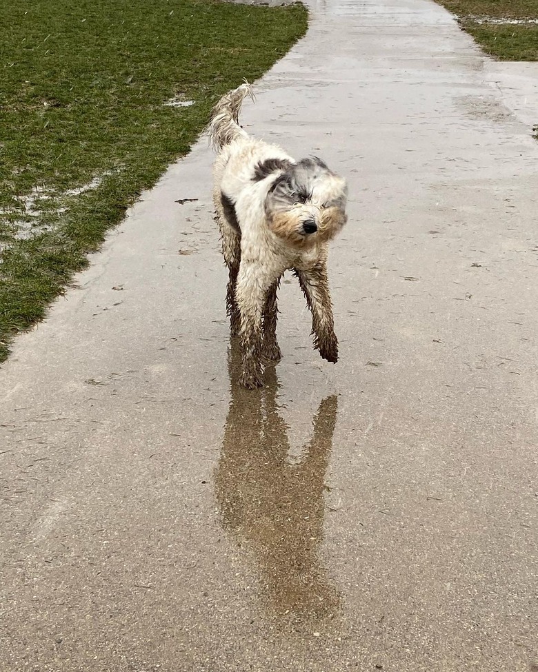 muddy dog