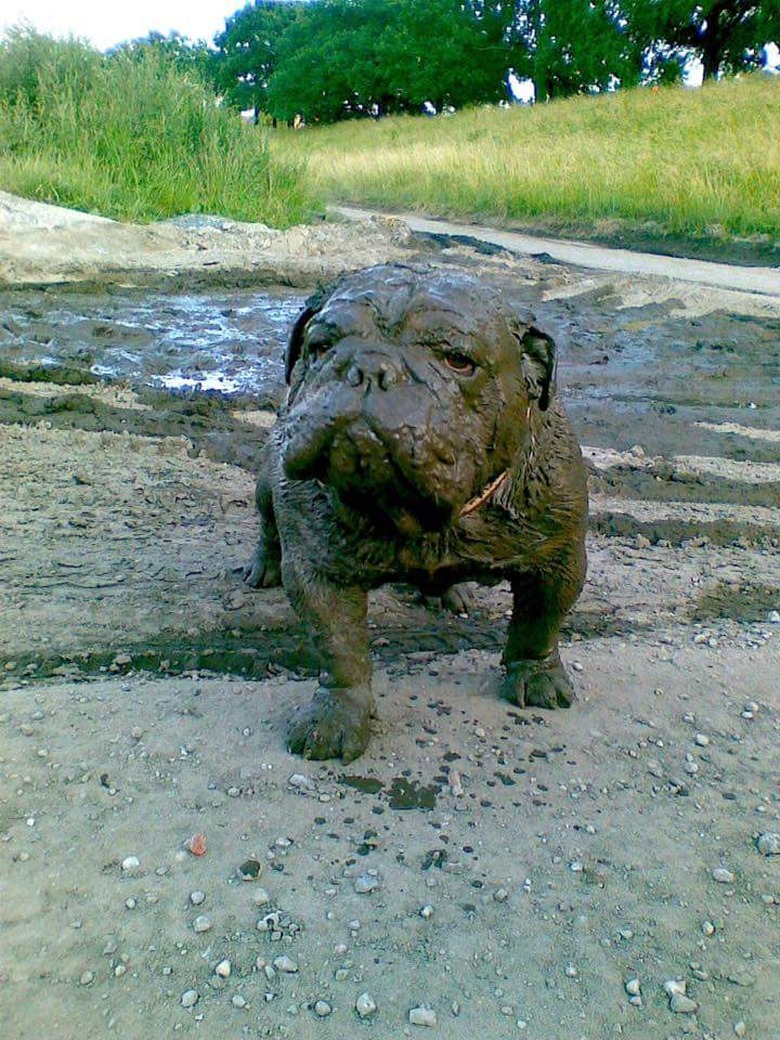 Dog completely covered in mud.