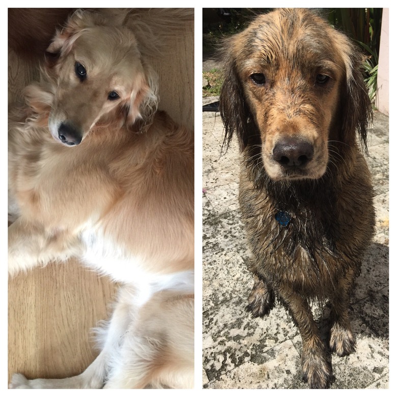 Before and after photos of clean dog and muddy dog.