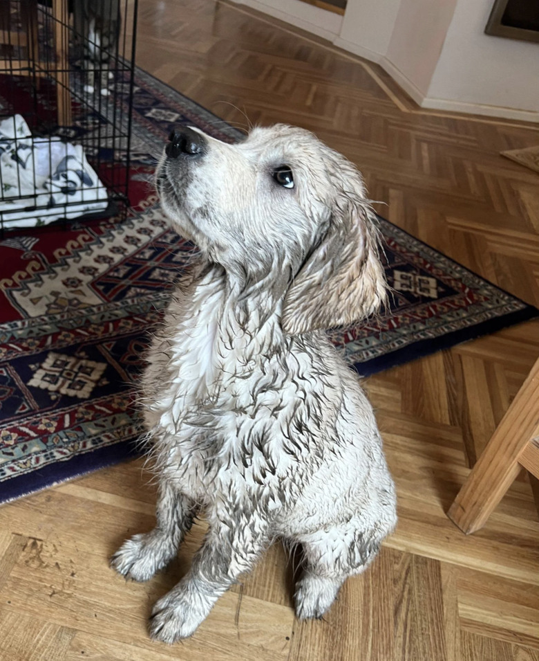 A muddy puppy is sitting and looking up.