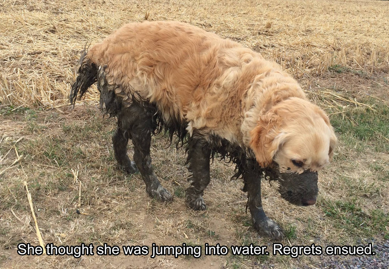 Dog halfway covered in mud.