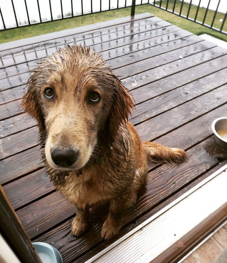 Muddy dog sitting outside.