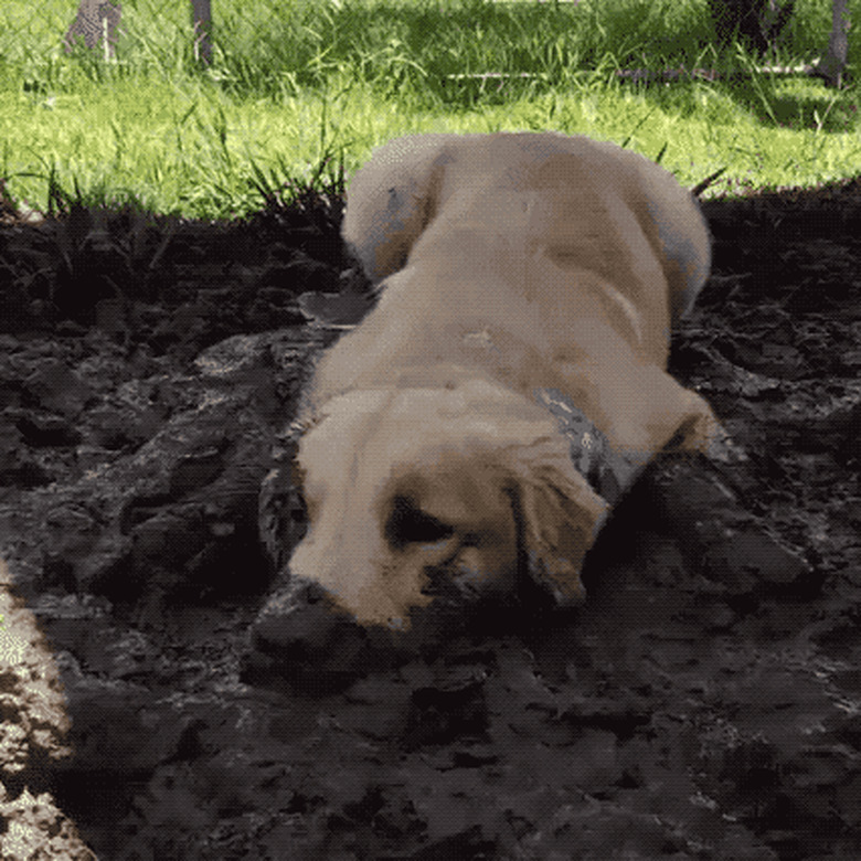 muddy dogs