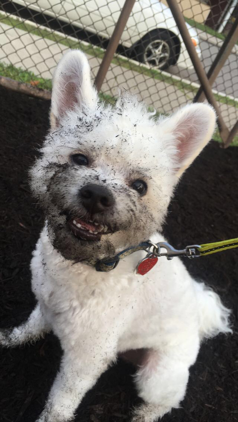 Dog with mud on their muzzle.