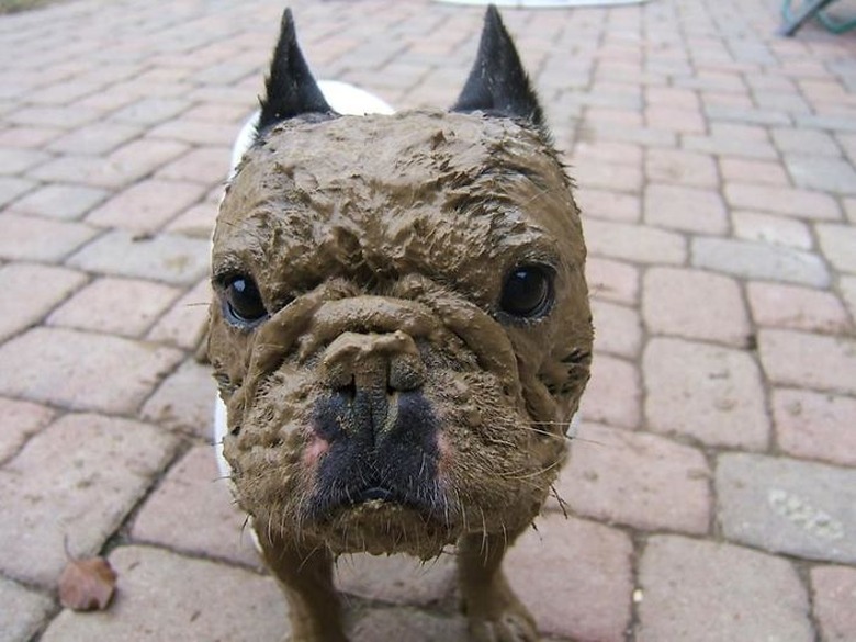 Dog with a mud covered face.