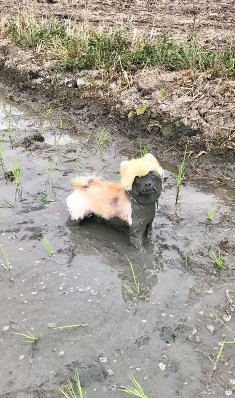 Dog with mud on their face.