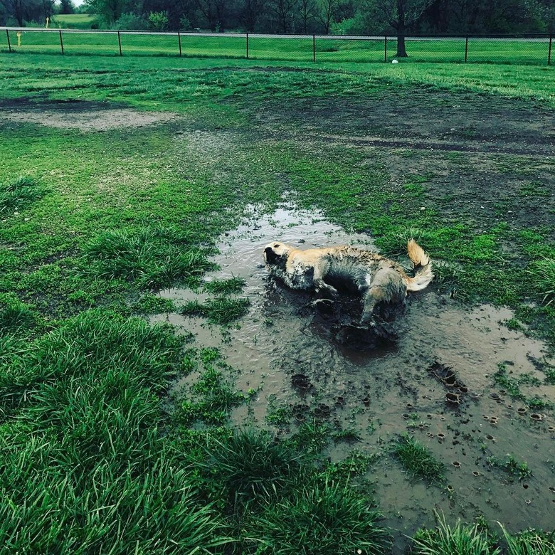 Dog rolling in mud