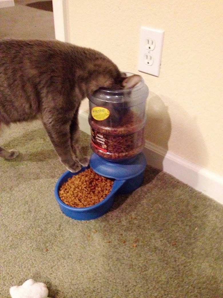 Cat eating from the top of an auto feeder.