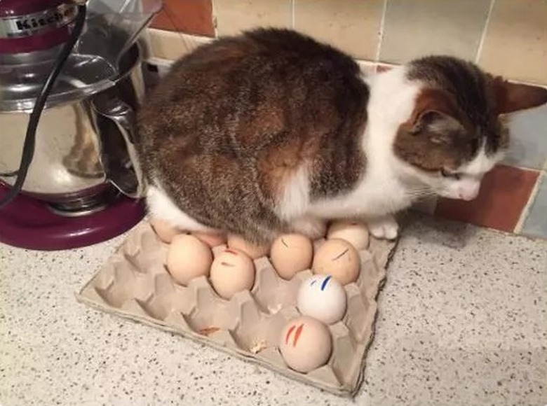 cat sits on eggs