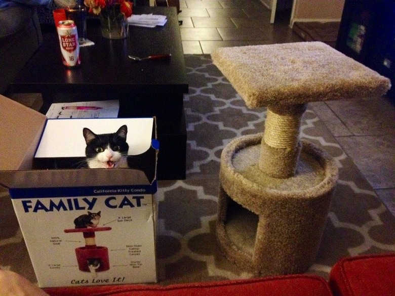 Cat sitting in box next to cat tree.