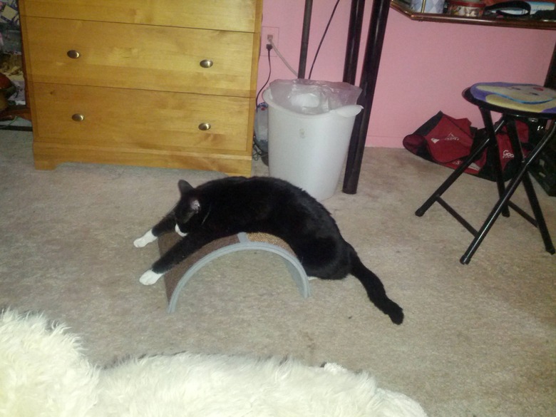 Cat lying on a scratching post.