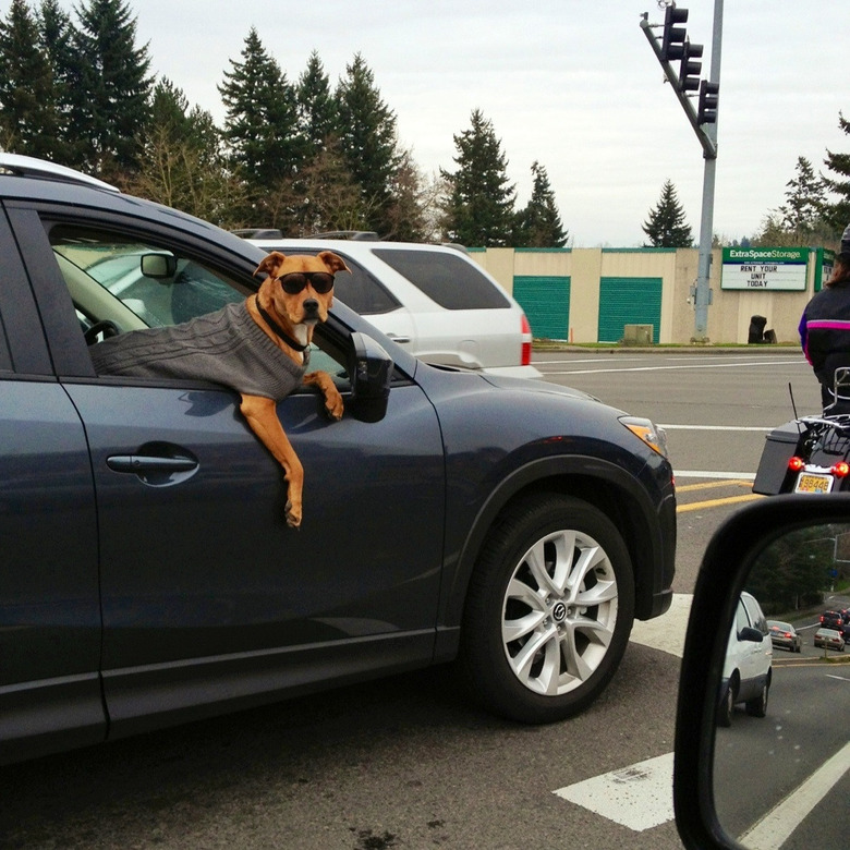 Dog in car wearing sweater and sunglasses