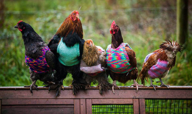 Row of five fancy chickens wearing multicolored sweaters.