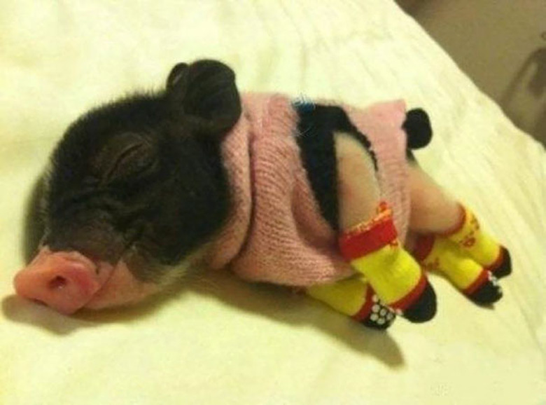 Piglet wearing pink sweater and yellow booties.