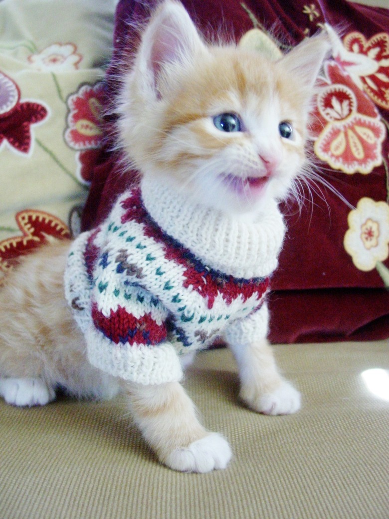 cat in sweater