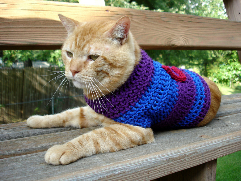 Skeptical orange striped cat wearing sweater.