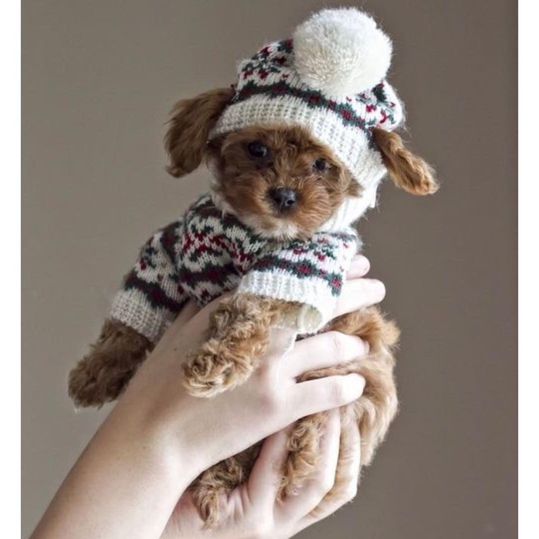 Puppy wearing sweater and matching hat with pom-pom, held aloft.