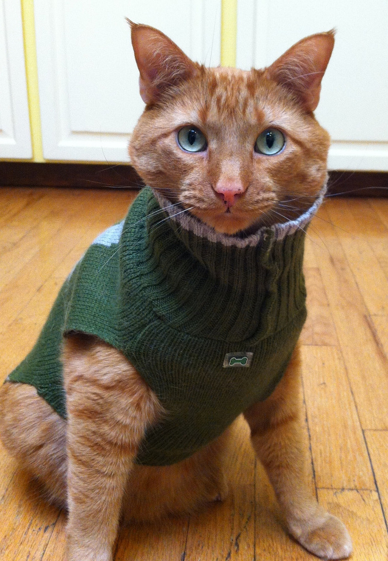 Cat with green turtleneck and blue-green eyes.