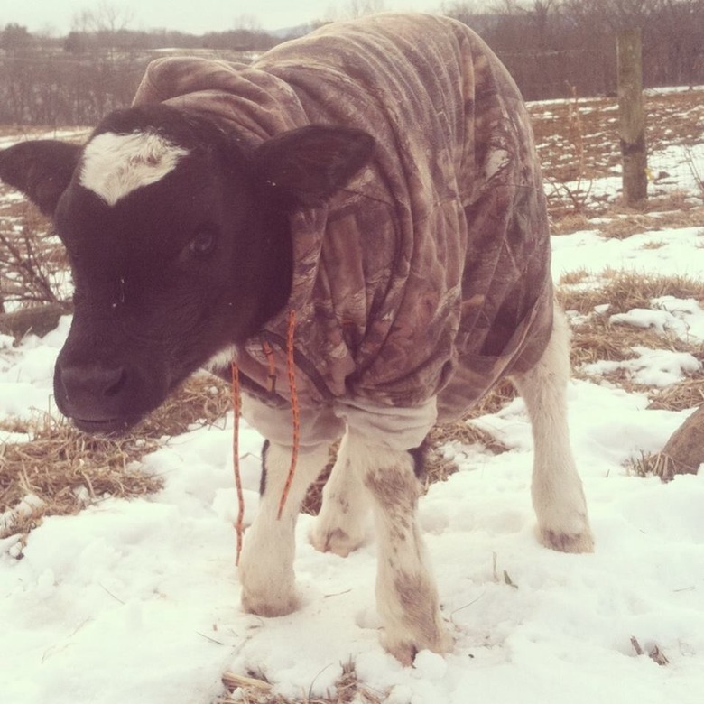 Cow wearing camouflage hoodie.