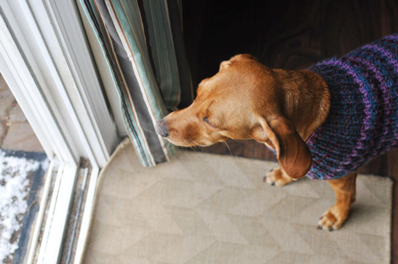 Dog in sweater looking out window.