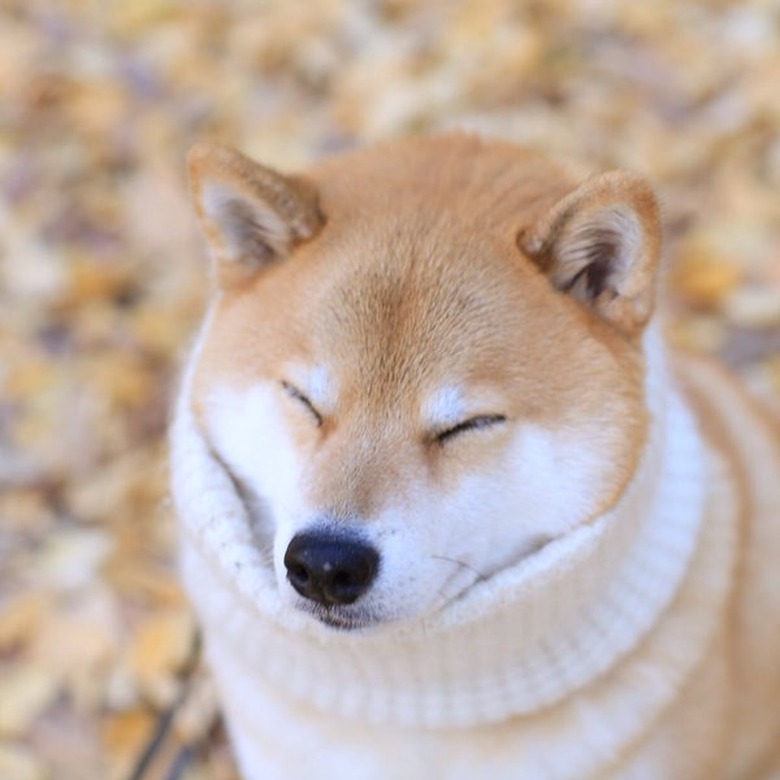 Shiba Inu wearing white turtleneck.