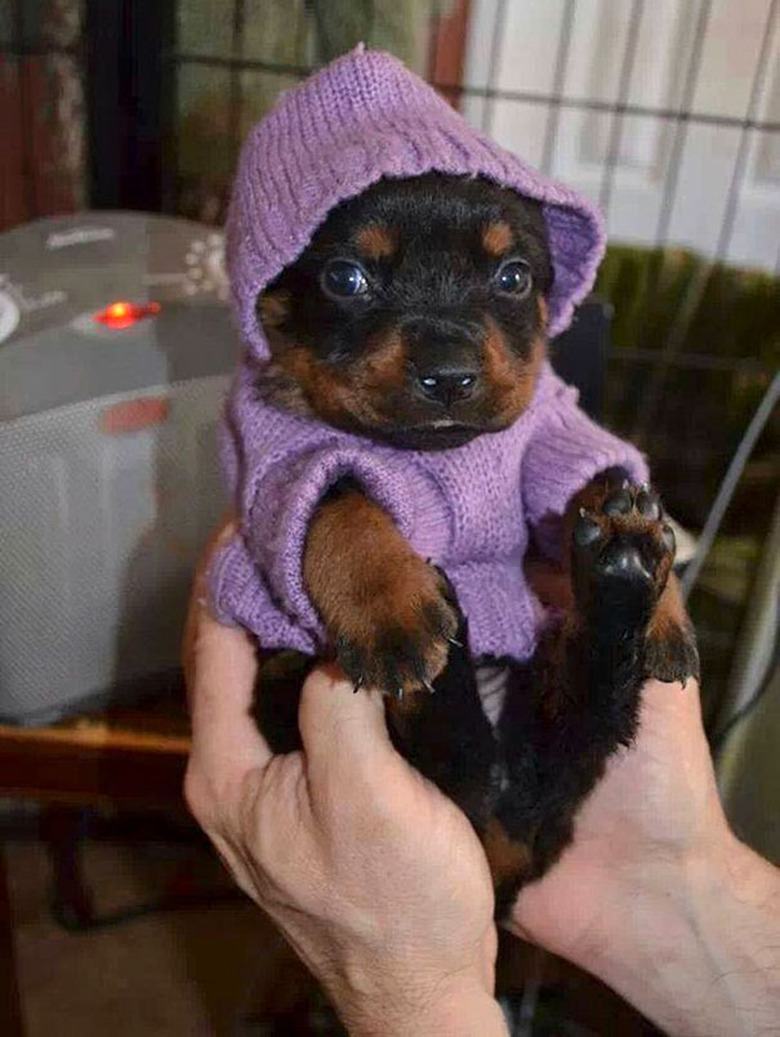 Rottweiler puppy in purple knitted hoodie.