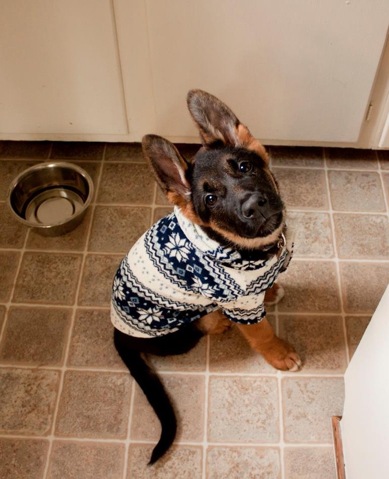 German shepherd puppy in winter sweater.