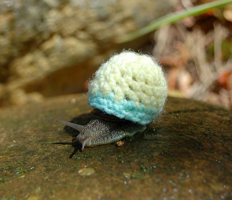 Snail wearing knitted cap on its shell