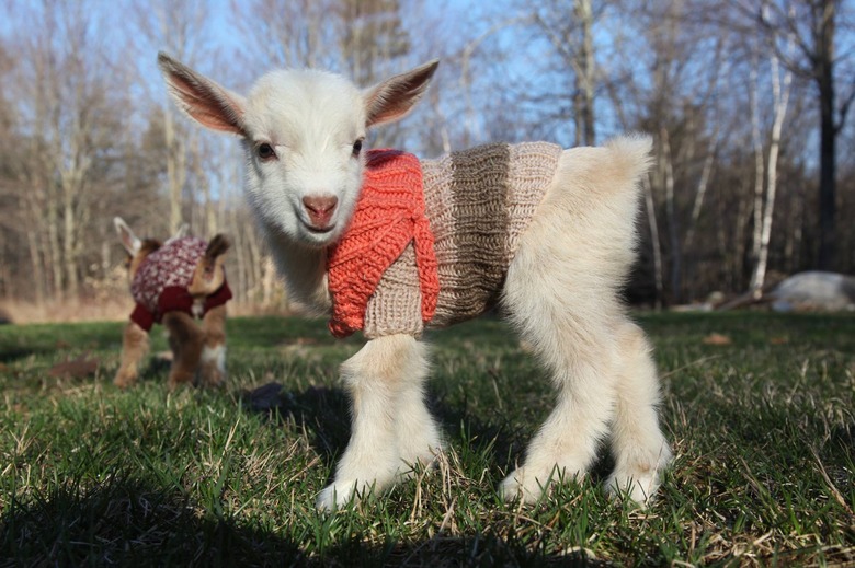 Lamb in sweater.