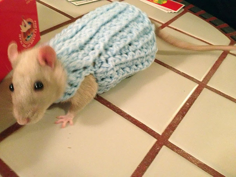 Tan colored rat in light blue sweater.