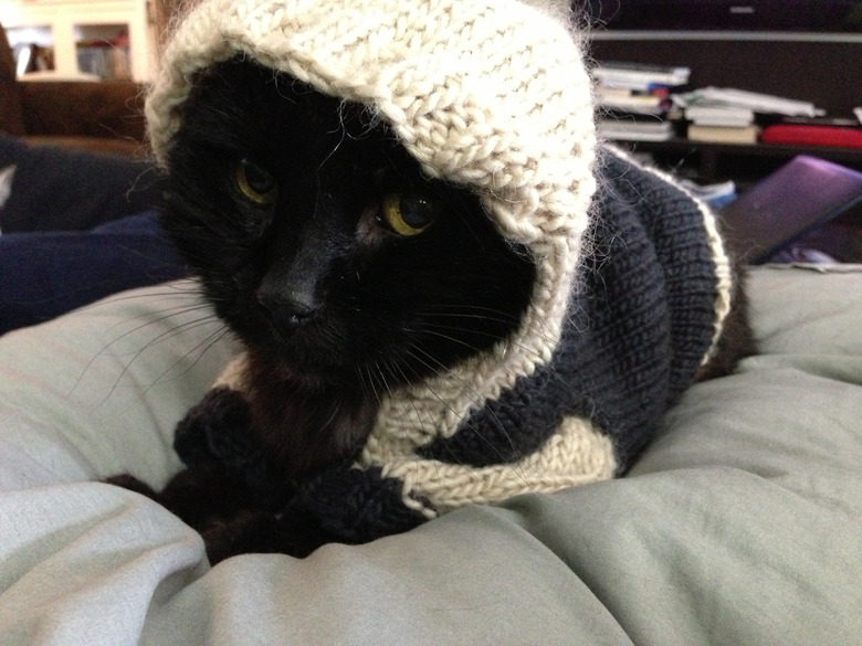 Black cat in hooded sweater.