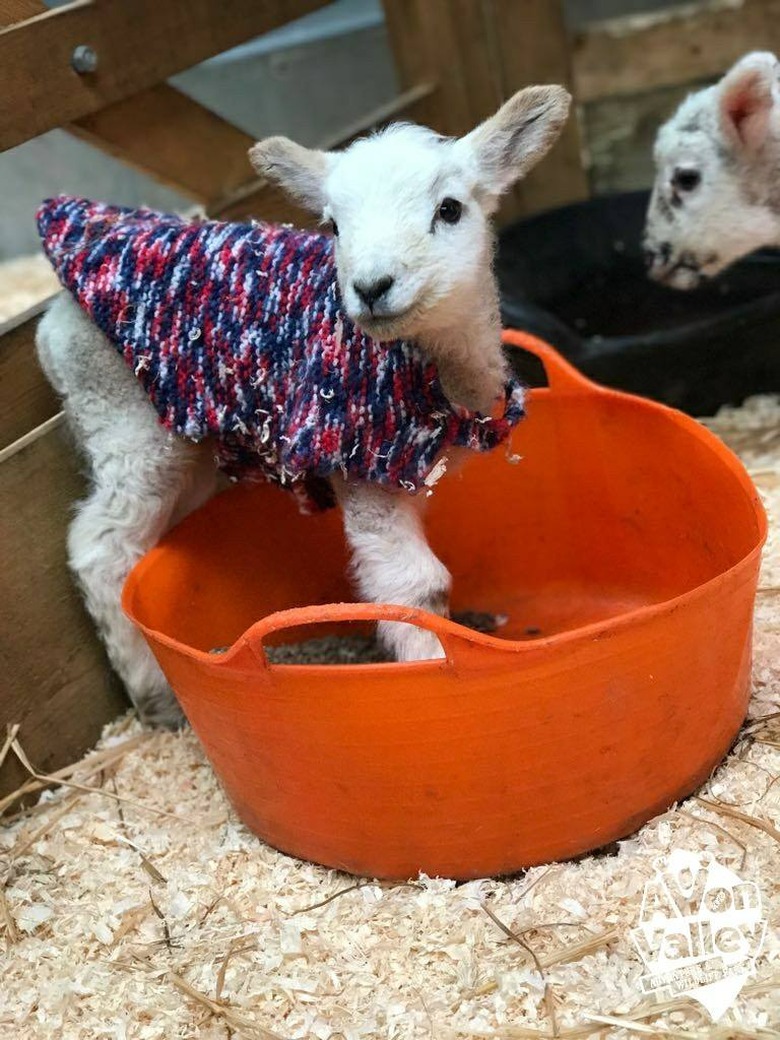 Lamb in sweater.