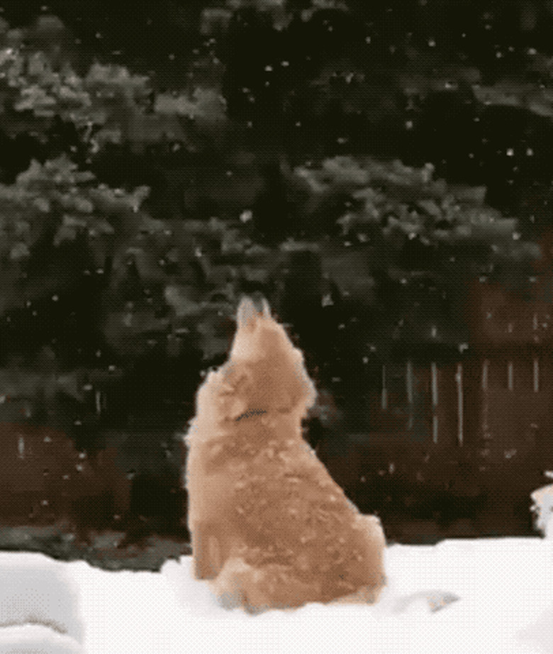 dog entranced by snow